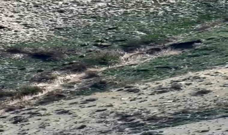 Yüksekova’da domuz sürüsü görüntülendi