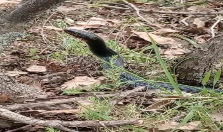 Yüksekova’da kara yılan görüntülendi
