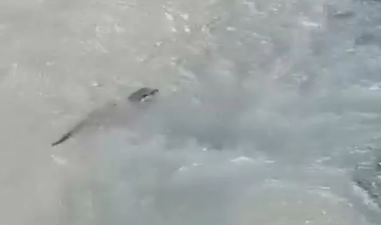 Yüksekova’da su samuru görüntülendi