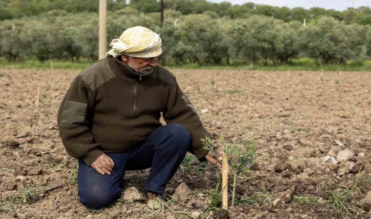Yunusemre’de fidanlar toprakla buluşuyor