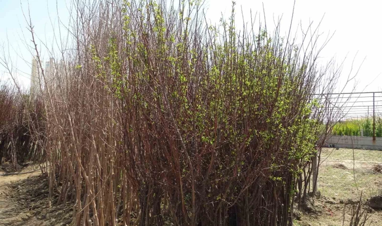 Zirai don binlerce meyve fidanını da vurdu