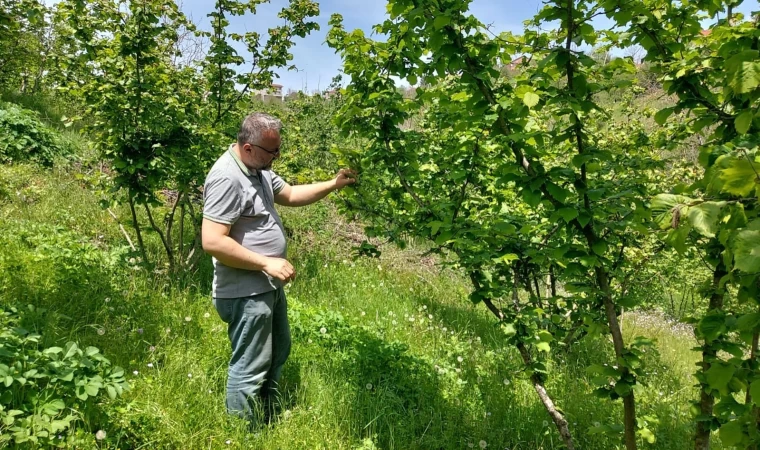 Zonguldak’ta zirai don ve hastalık kontrolleri sürüyor