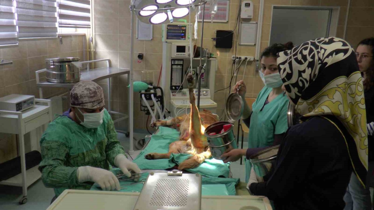 2023’ün ilk çeyreğinde büyükbaş hasta sayısı düştü