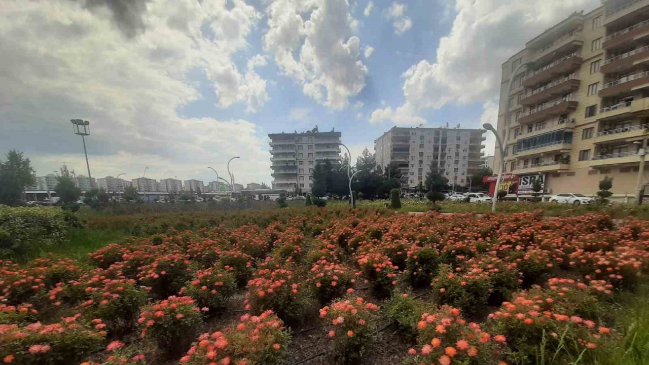 Bağlar Belediyesi’nin gül bahçesinde renk cümbüşü
