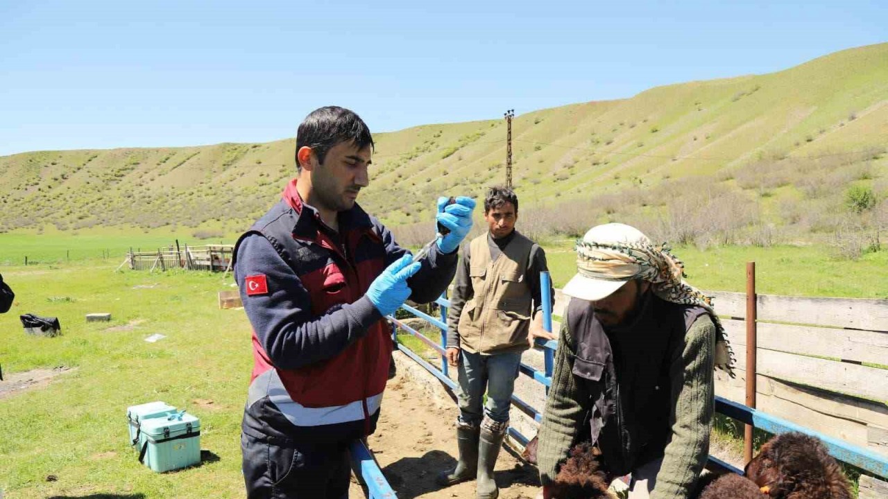 Bingöl’de küçükbaş hayvanlar aşılanıyor