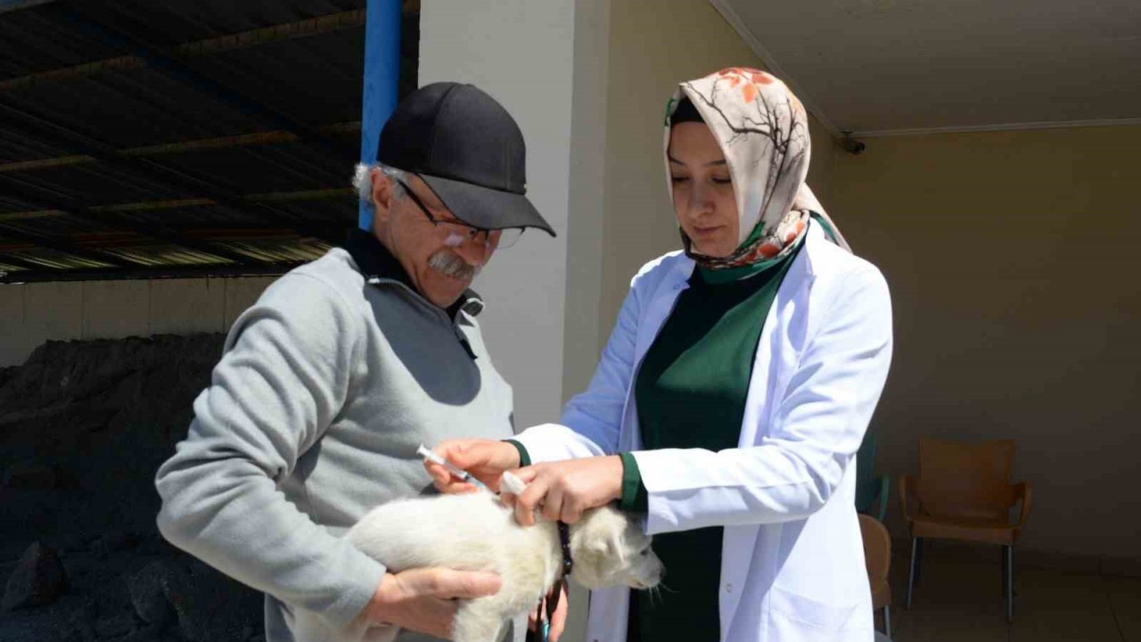 Bozüyük’te ücretsiz kuduz aşısı kampanyası