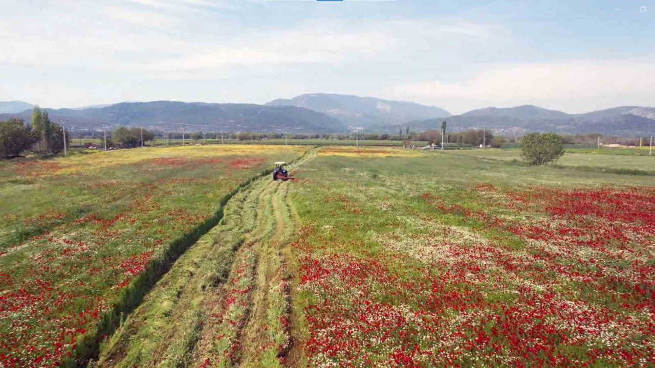 Büyükşehir hasat ettiği kaba yemi ücretsiz dağıtılacak
