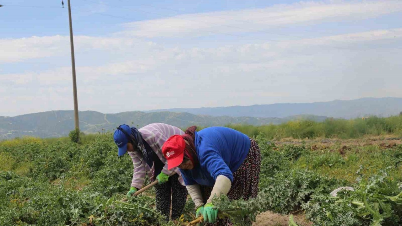 Efeler’in şevketibostanları için hasat zamanı
