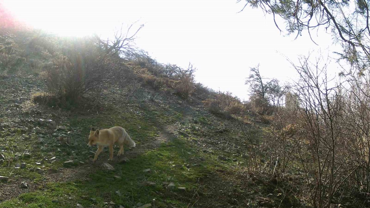Erzincan’da yaban hayat fotokapanlarla görüntülendi