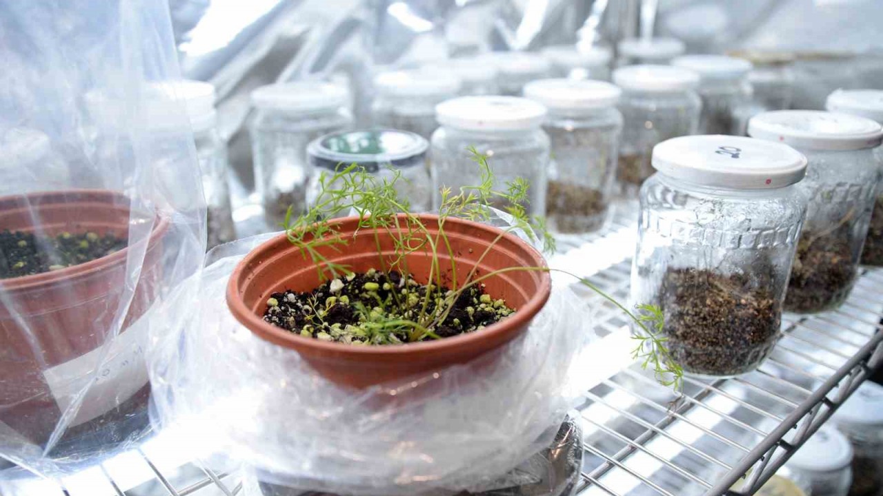 Genom düzenleme teknolojisi havuçta başarıyla uygulandı