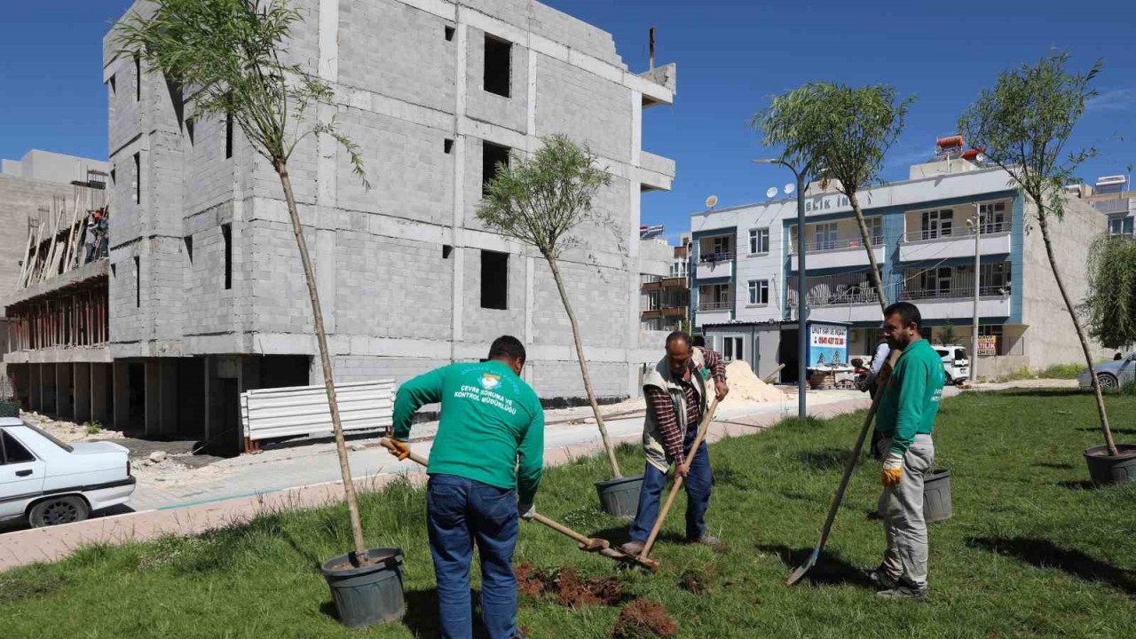 Haliliye’de ağaçlandırma çalışması