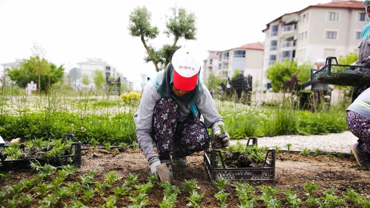 Mevsimlik çiçekler Merkezefendi’yi renklendirecek