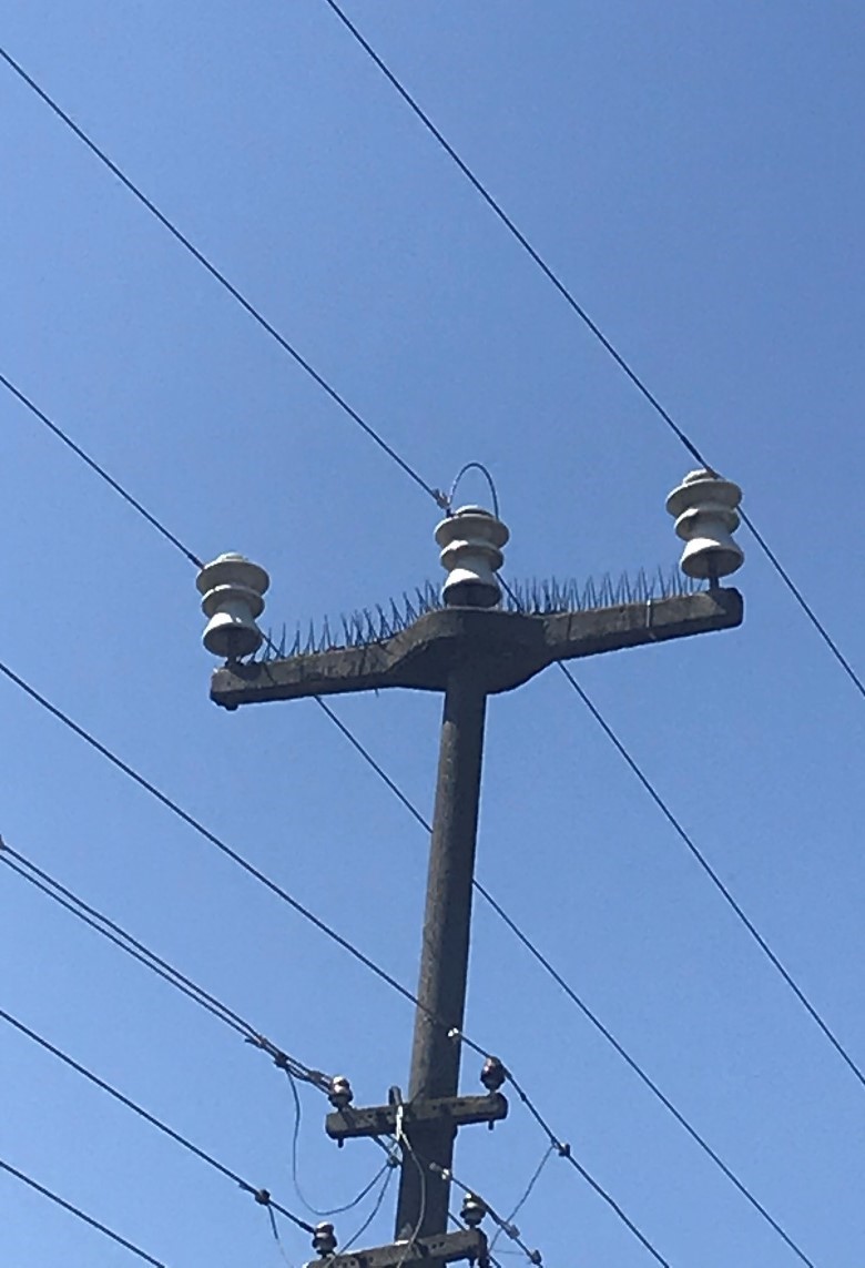 SEDAŞ, leyleklerin güvenli göç yolculuğu için önlemlerini aldı