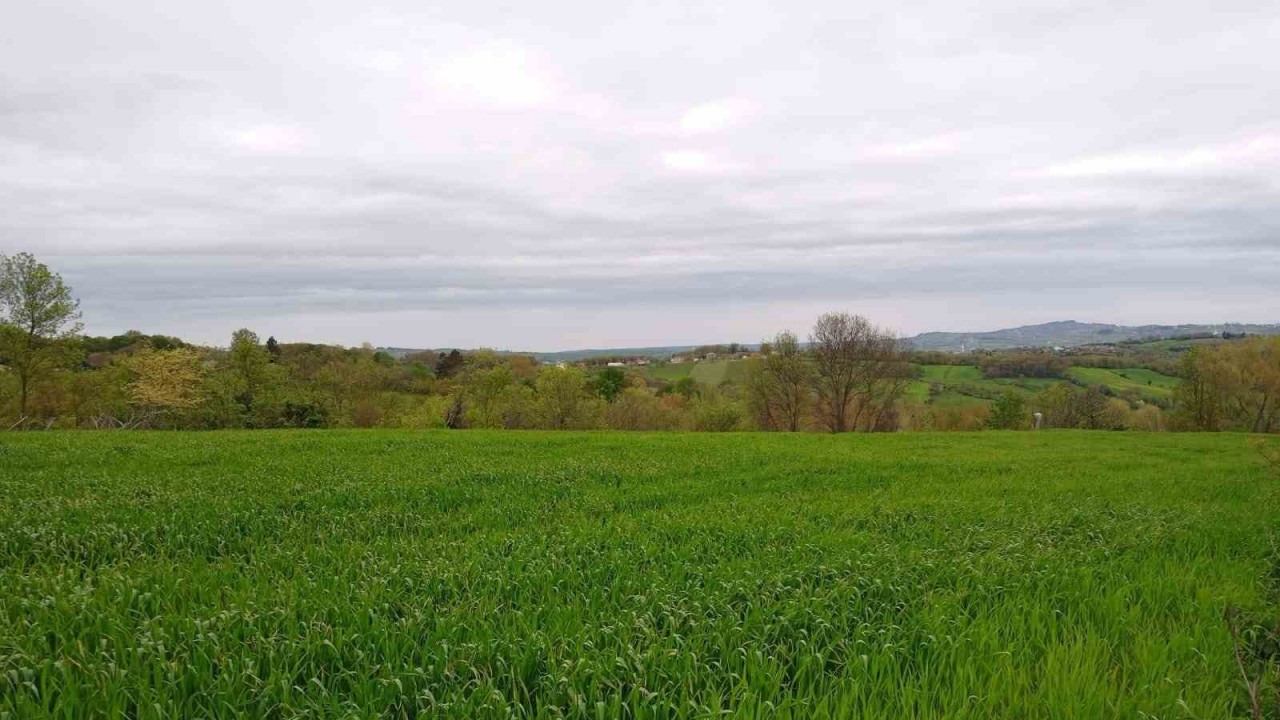 Sinoplu ziraat mühendisi uyardı: “Yanlış buğday tohumu seçimi ilaç kullanmak zorunda bırakıyor”