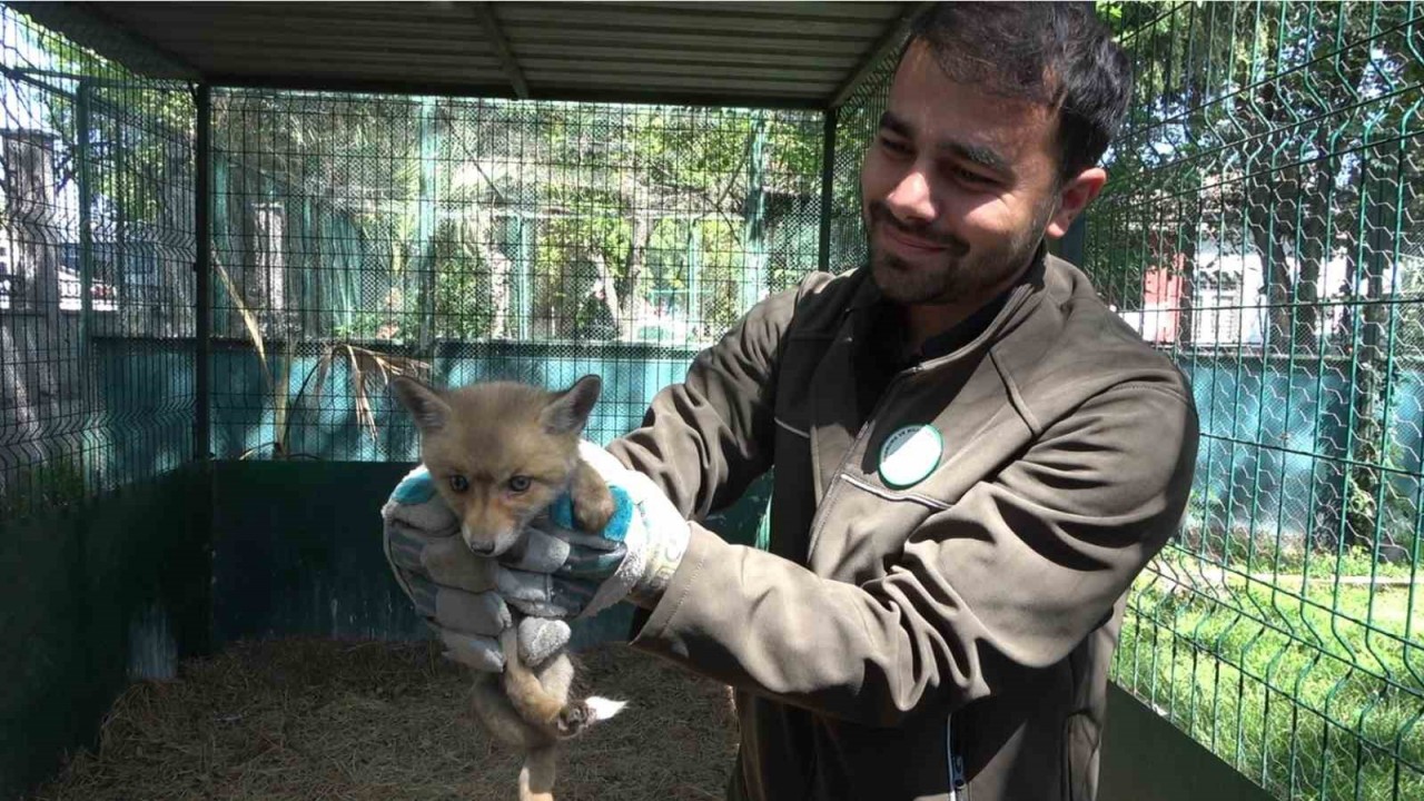 Yol yapım çalışması sırasında bulunan yavru tilki koruma altına alındı