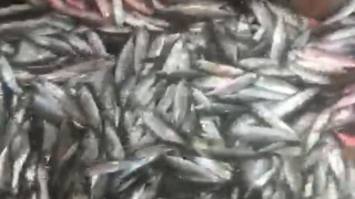 1,5 ton balık yakaladılar, yüzleri güldü