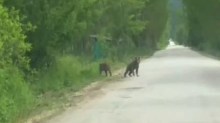 Anne ayı ve yavruları köy yakınında görüntülendi