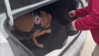Aracın bagajına gizlenen uyuşturucu böyle bulundu