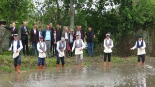 Bafra Ovasında çeltik tohumları toprakla buluşuyor