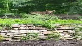 Bahçesine giren ayıya isim taktı, sohbet ettiği anlar ise gülümsetti