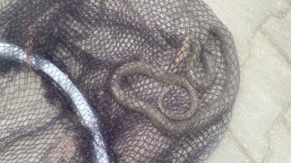 Balyanoz Koyunda yılan paniği