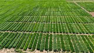 Bu tarla Türk tarımına damga vuracak