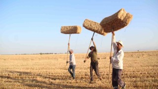 Depremin vurduğu Hatayın Amik Ovasında balya mesaisi