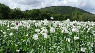 Hisarcıkta beyaza bürünen haşhaş tarlaları görsel şölen sunuyor