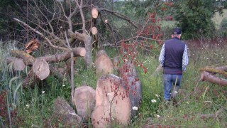 İlginç hırsızlık: 150 yıllık çınar ağaçlarını çaldılar