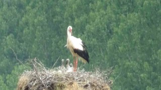 Leylek yavruları yuvada görüntülendi