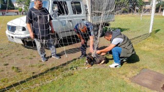 Manisada kale filesine dolanıp mahsur kalan köpek kurtarıldı