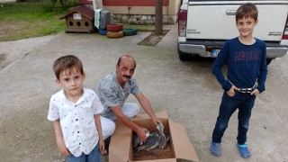 Salihlide yaralı gri balıkçıl tedavi altına alındı