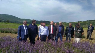 Samsun ‘tıbbı aromatik bitki üretiminde merkez oluyor