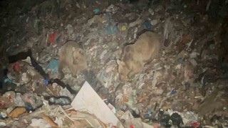 Sarıkamışta ayılar kış uykusundan uyandı