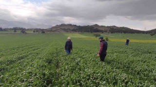 Sarıpas ve fungal hastalığı ile mücadele başladı