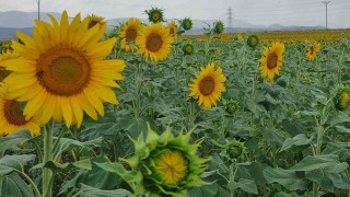 Sulama projesi ve yağışlar ayçiçeği üreticisinin yüzünü güldürdü