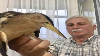 Vatandaşların bulduğu nesli tehlike altında olan balaban kuşları, koruma altına alındı