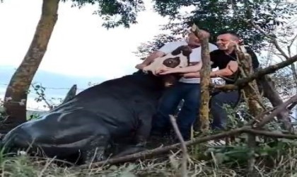 1 gün boyunca kuyuda mahsur kalan ineği kurtardılar