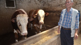 1 ton 400 kiloluk Beyazcan ve 1 ton 360 kiloluluk Şahmeran alıcılarını bekliyor