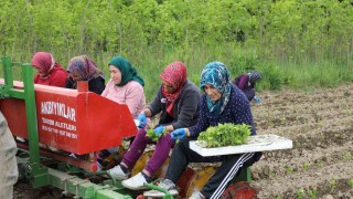 100 dönüm organik sertifikalı tarlada üretim başlattı