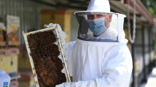 20 bin kraliçe arı evlerine uçtu