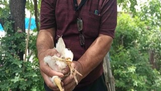 3 ayaklı civcivine özenle bakıyor