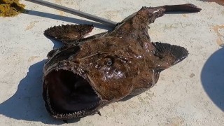 50 kiloluk dev fener balığı yakaladı