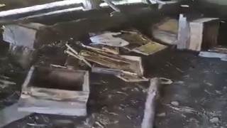 Aç kalan ayı arı kovanlarını parçaladı