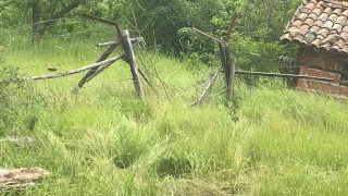 Aç kalan ayılar arı kovanlarını parçaladı