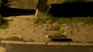 Aç kaldığı düşünülen tilki şehir merkezine indi