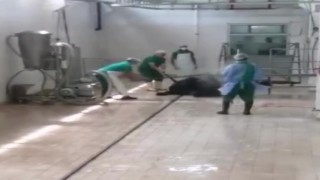 Adana Et ve Süt Kurumunda skandal görüntüler