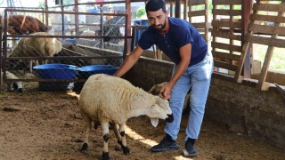 Adanada kurban pazarları kurulmaya başladı, satıcılar dikkat edilmesi gerekenleri anlattı