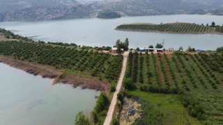 Adanada nar çiçeklerinin görsel şöleni