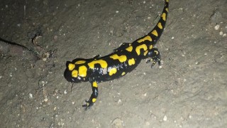 Adıyamanda sarı benekli semender görüldü